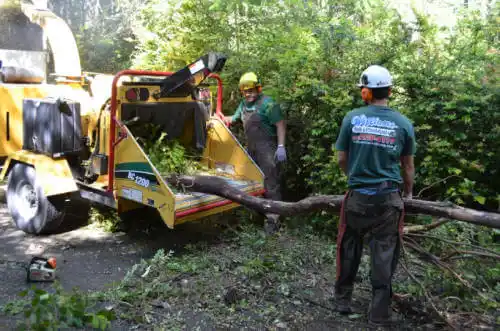 tree services South Pekin